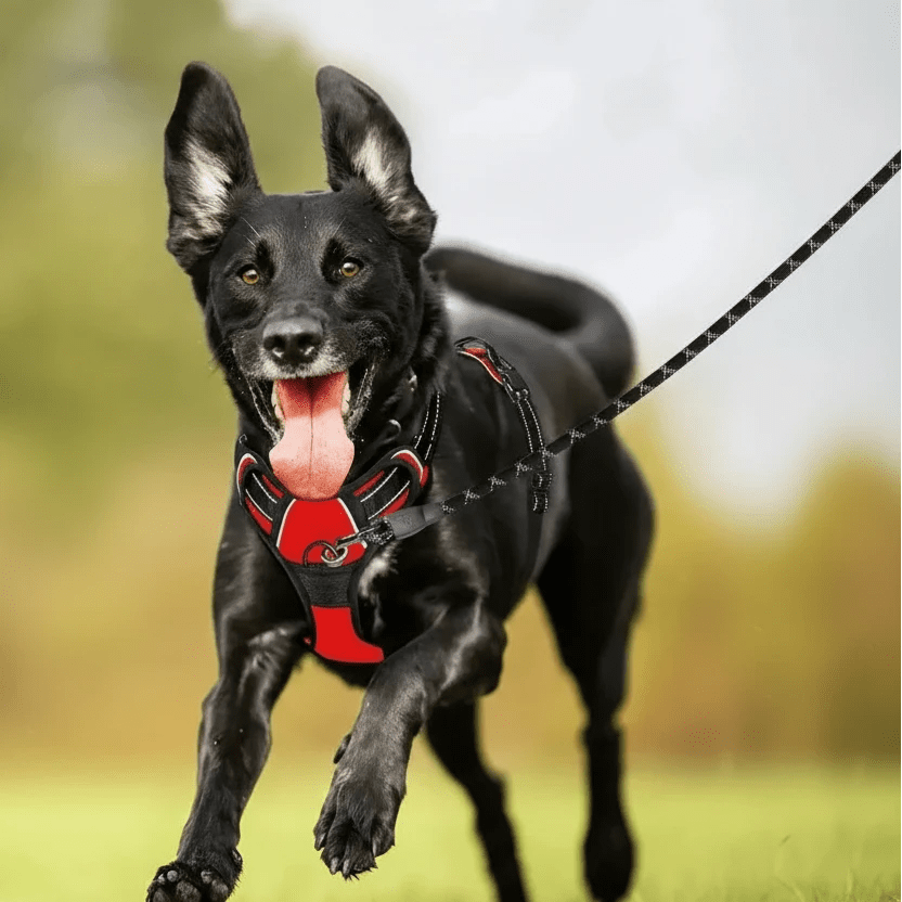 Chien de couleur noir portant un gros harnais pour chien pas cher rouge et noir 