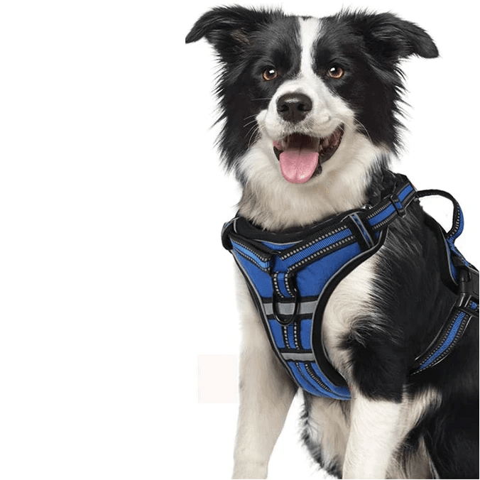 harnais pour chien en Y de couleurs différentes 