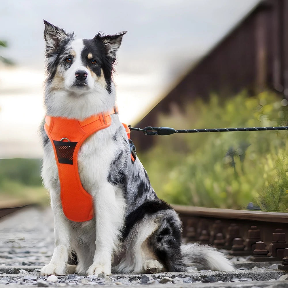 harnais pour chien voiture de couleur orange. Avec un chien assis sur les rails.Image produit Boutiquechien