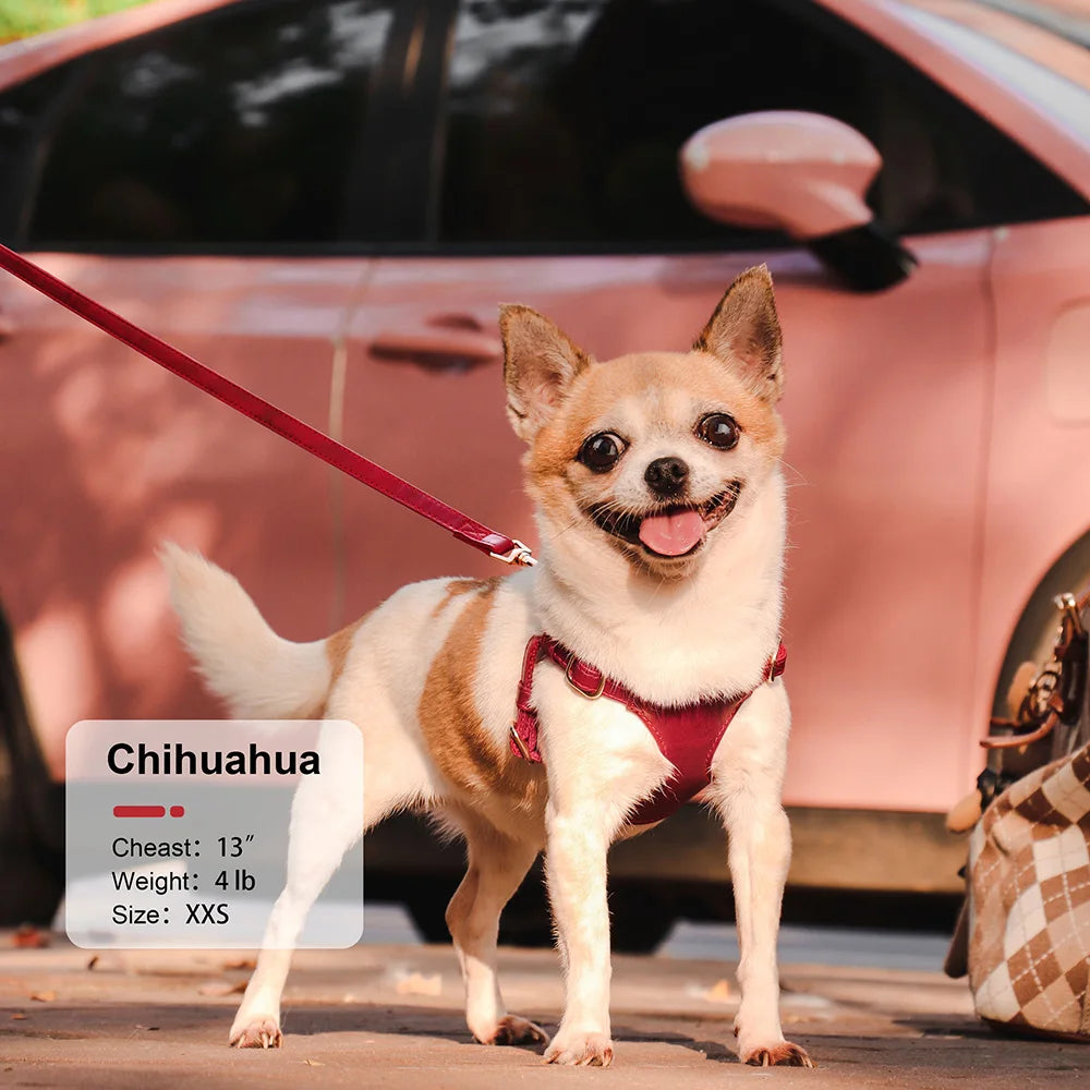 Chihuahua portant un harnais de petit taille en cuir de couleur rouge. Image produit Boutiquechien Image