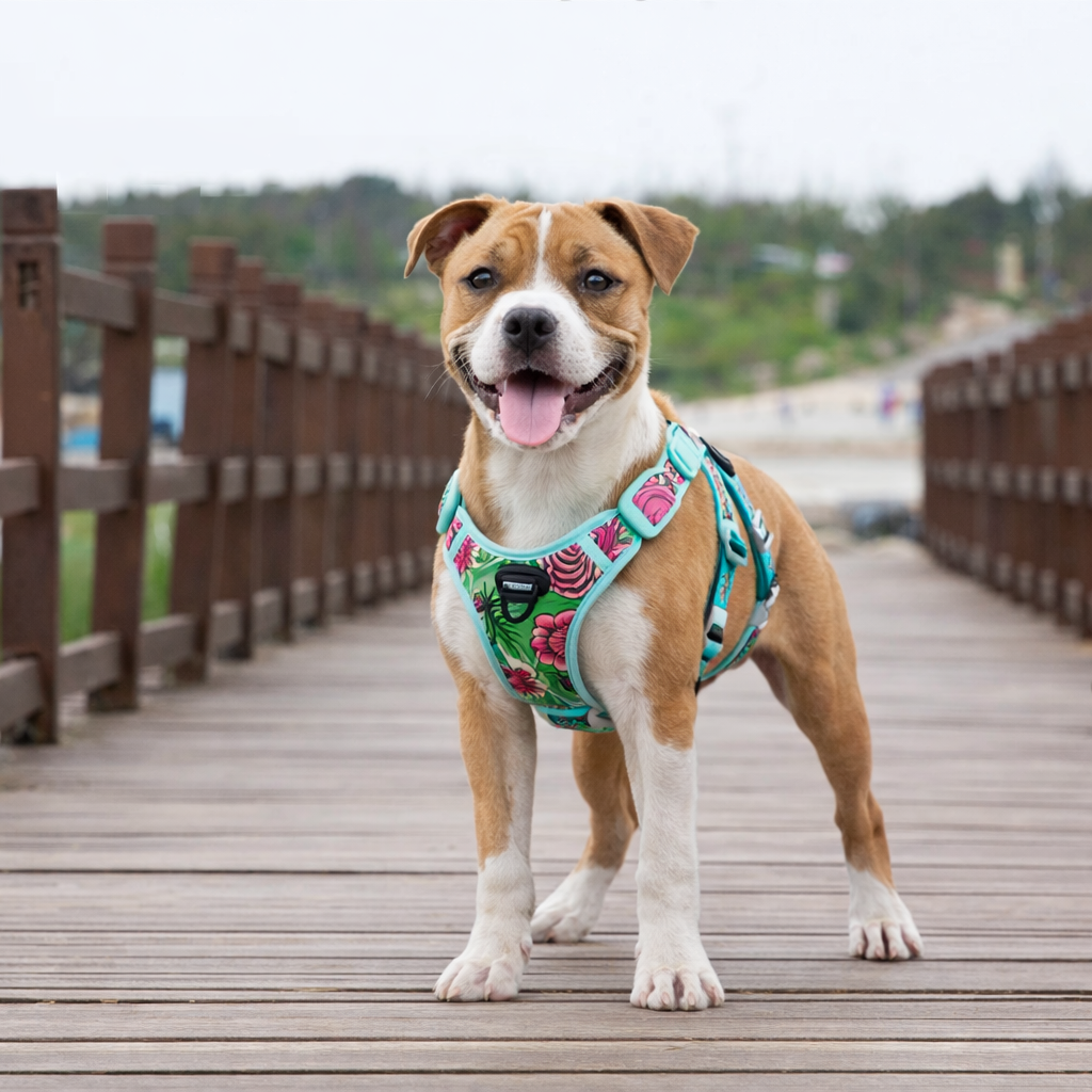 chiot staffi de couleur brun et blanc portant un harnais chiot staff de couleur bleu et vert sur un pont en bois Image