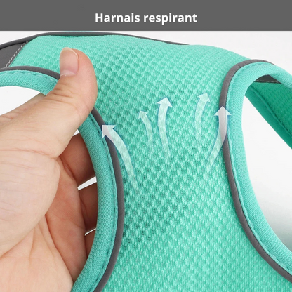 Harnais pour chihuahua respirant de couleur turquoise fait en nylon. La main tient le produit. Image produit Boutiquechien