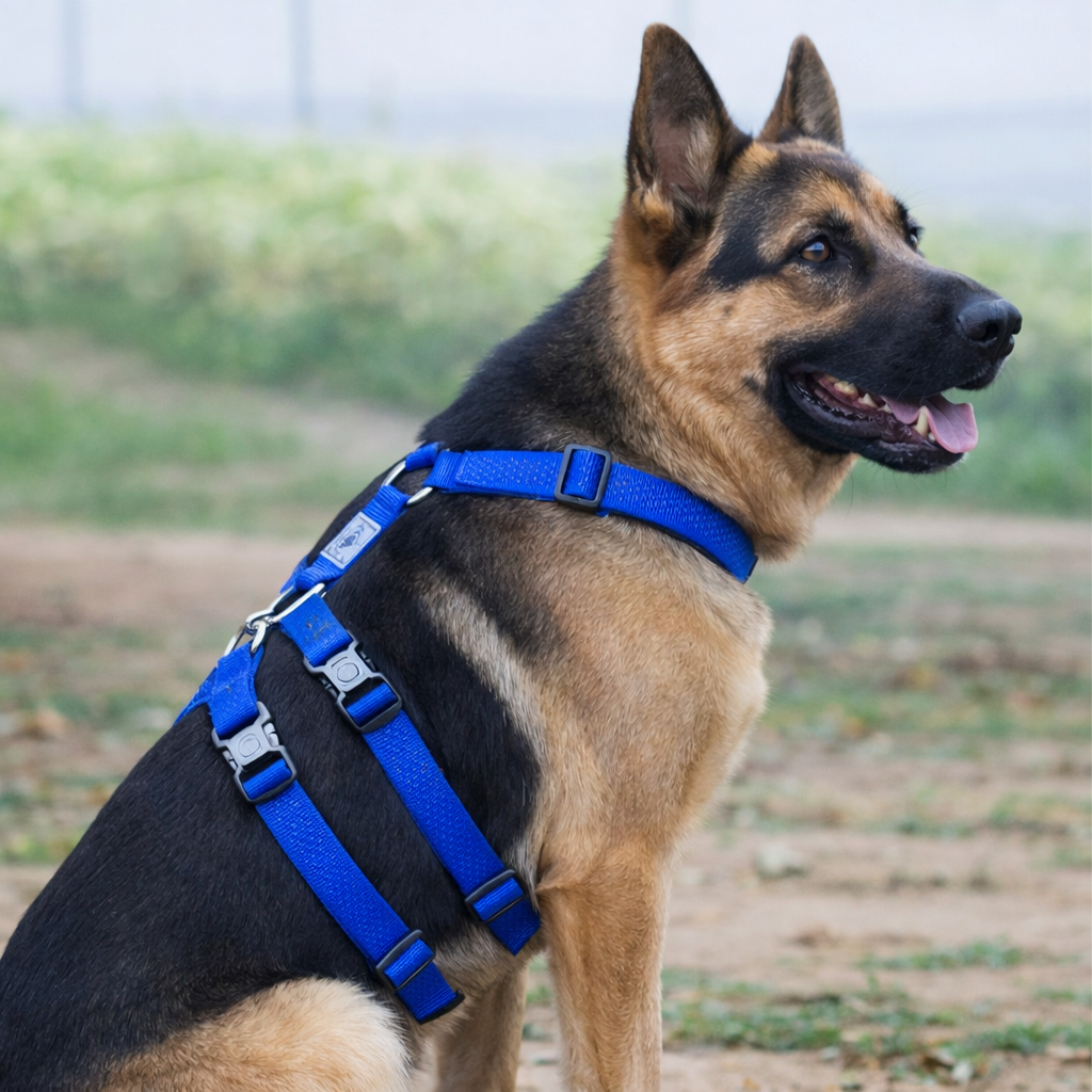 harnais pour chien berger allemand avec un harnais de couleur bleu  Image