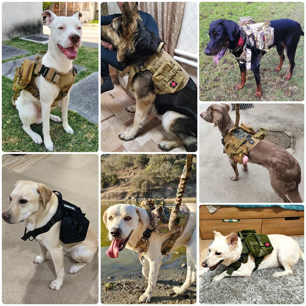 Harnais chien de couleur claire porté par plusieurs chiens. Image produit Boutiquechien 