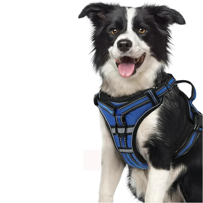 harnais pour chien en Y de couleurs différentes 