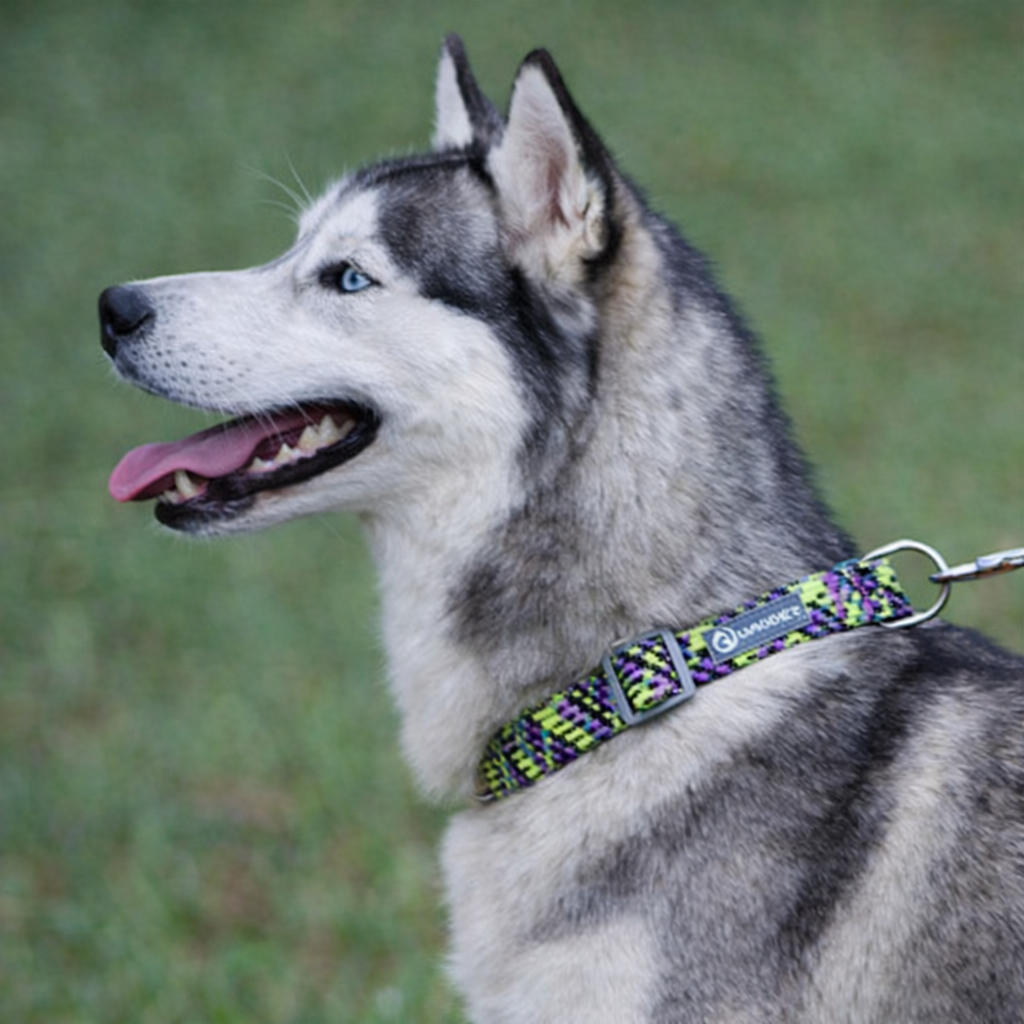 husky de couleur blanc et gris portant un collier pour chien husky Image