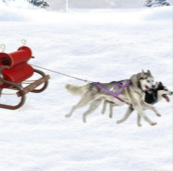 Harnais berger australien canicross dans la neige blanche 