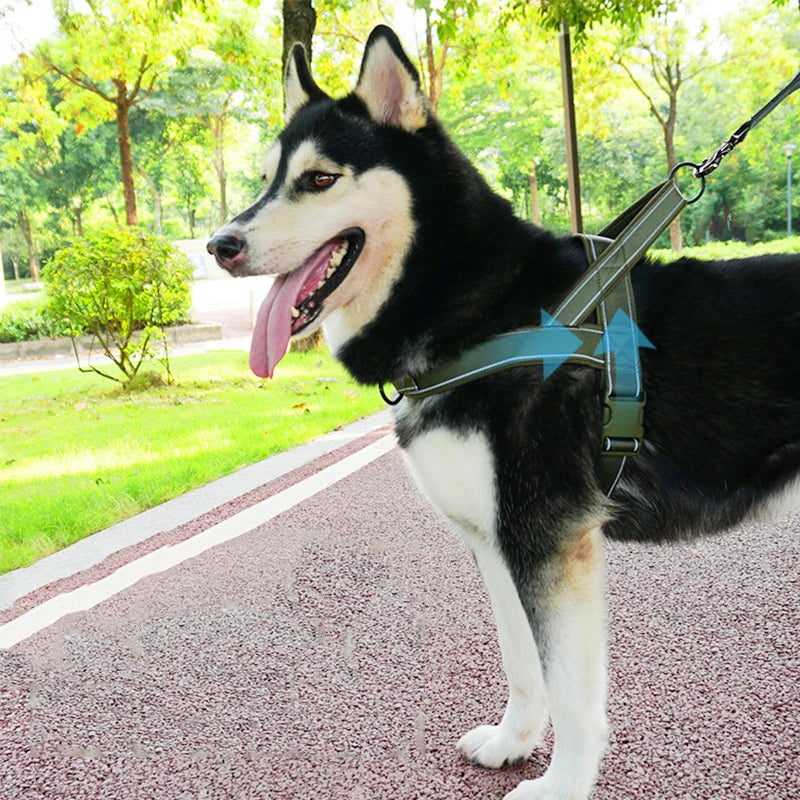 Husky noir et blanc se faisant promener dans un parc verdoyant. Image produit Boutiquechien