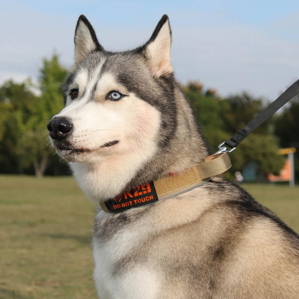 Collier de dressage chiot sur un husky de couleur blanc et gris portant un collier de couleur beige dans un parc vert