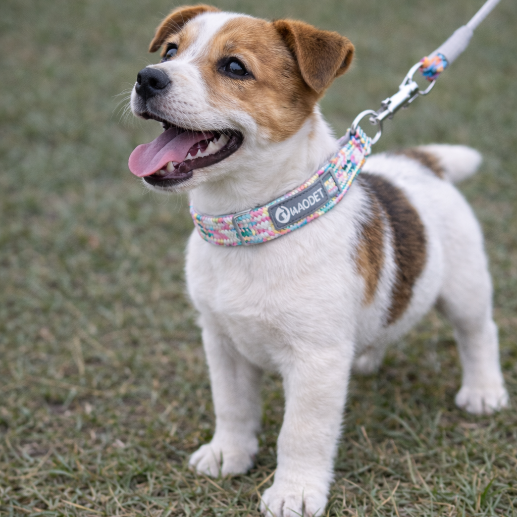 Jack russel chiot portant un collier pour chiot réglable de couleur jaune et blanc avec des rappels gris. Le chiot est debout dans l'herbe et il est tenu par une laisse 