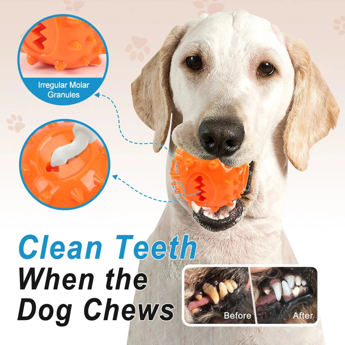 Jouet pour chiot berger australien dents