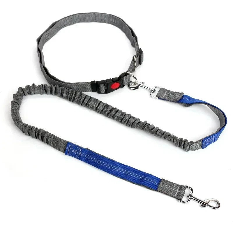 Laisse chien pour jogging bleu