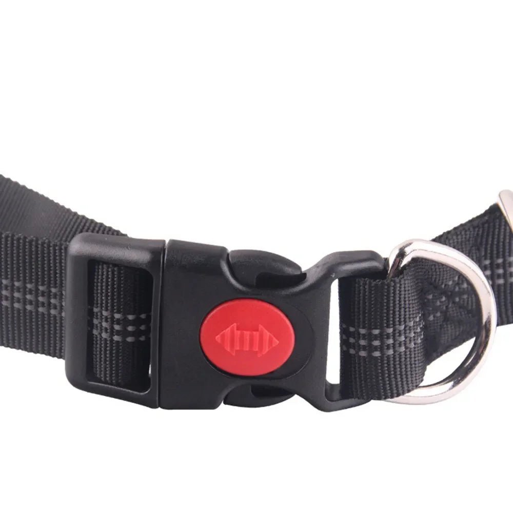 Laisse chien pour jogging attache