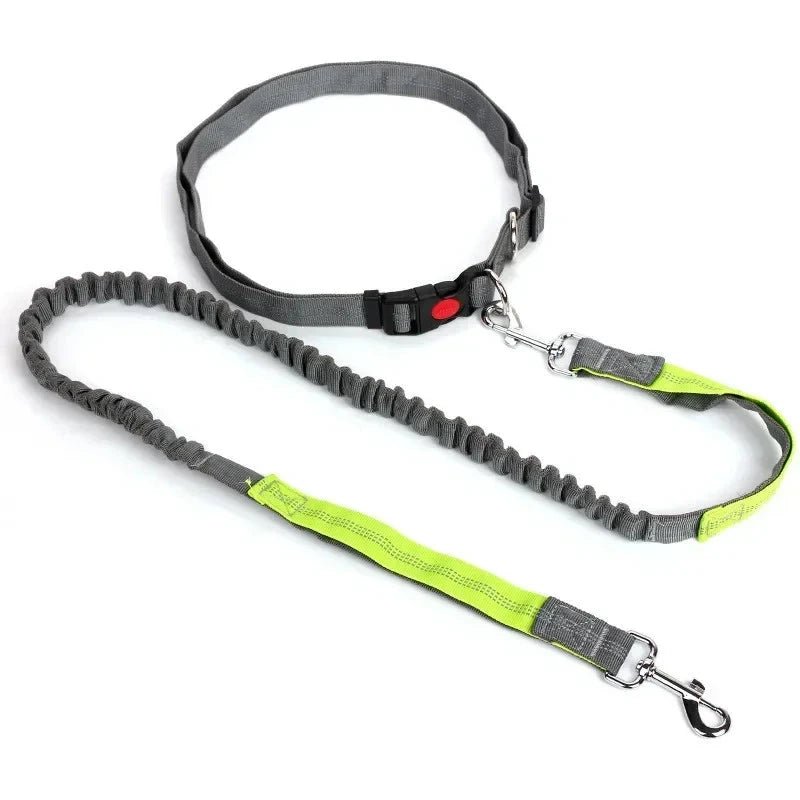 Laisse chien pour jogging vert