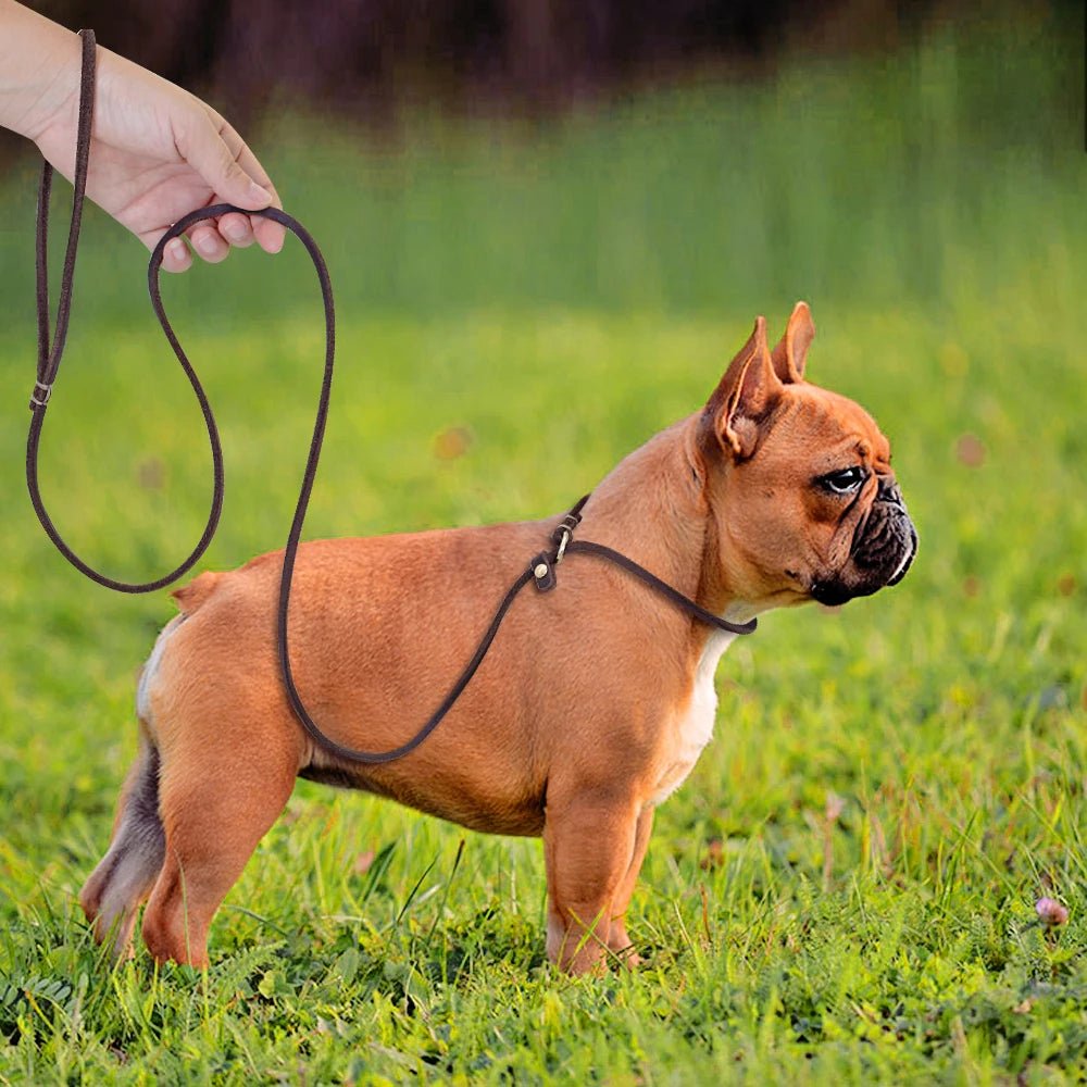 Laisse lasso cuir avec buldog brun