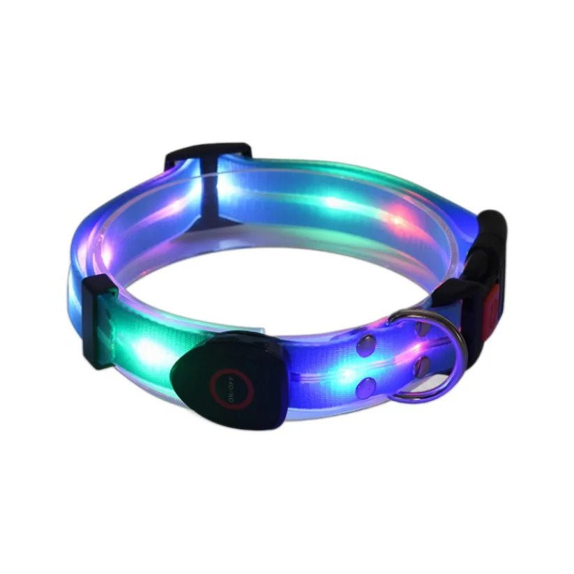 Laisse lumineuse pour chien avec un collier bleu