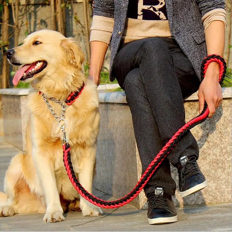 Laisse chien corde tressée tenant un chien de couleur claire dans une ville