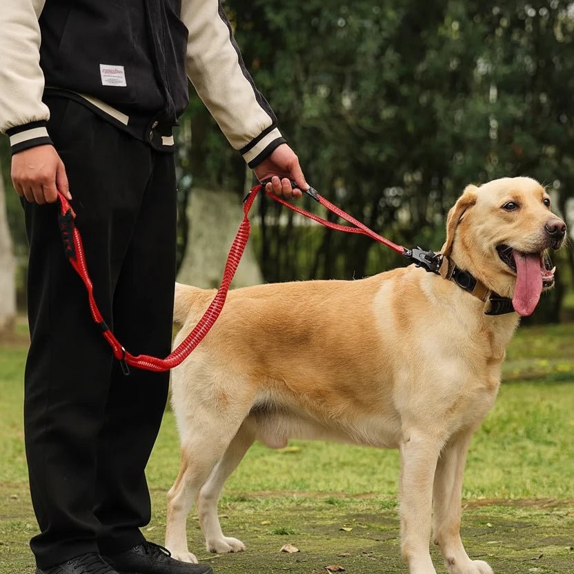 Laisse pour chien indestructible avec un chien tenu 