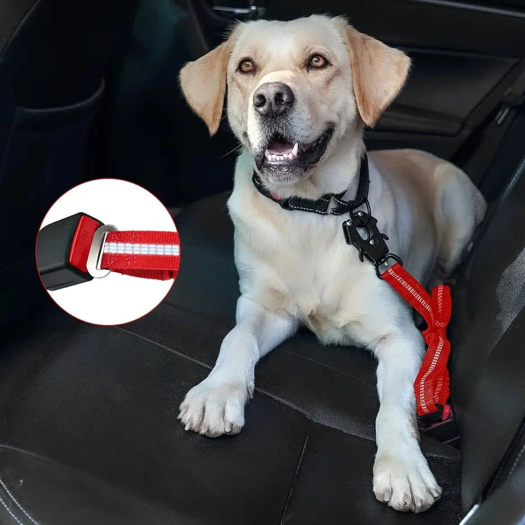Laisse pour chien indestructible avec attache voiture 