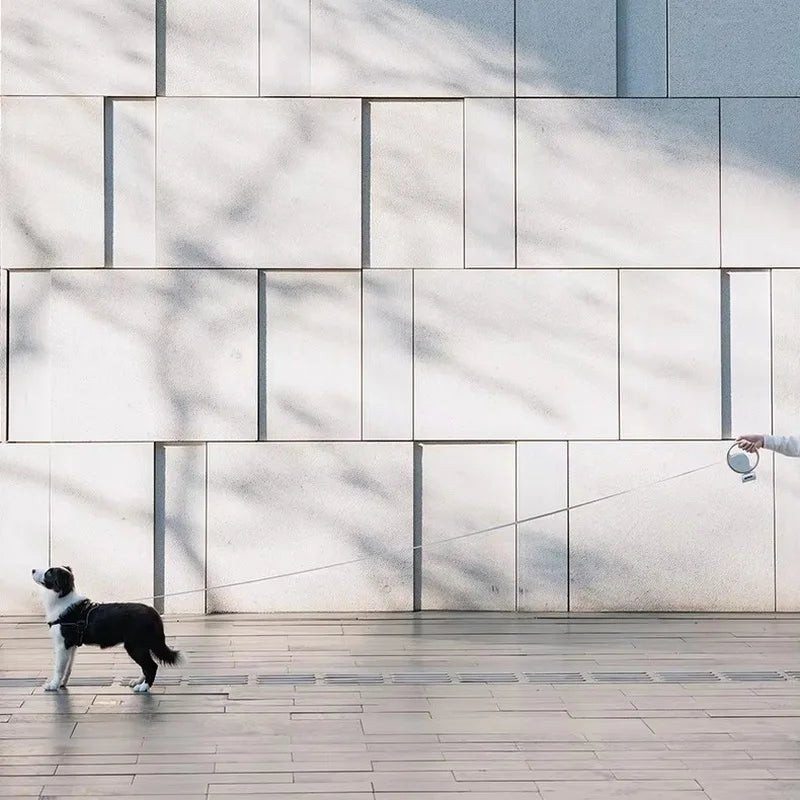 Laisse pour chiot berger australien dans un bâtiment design