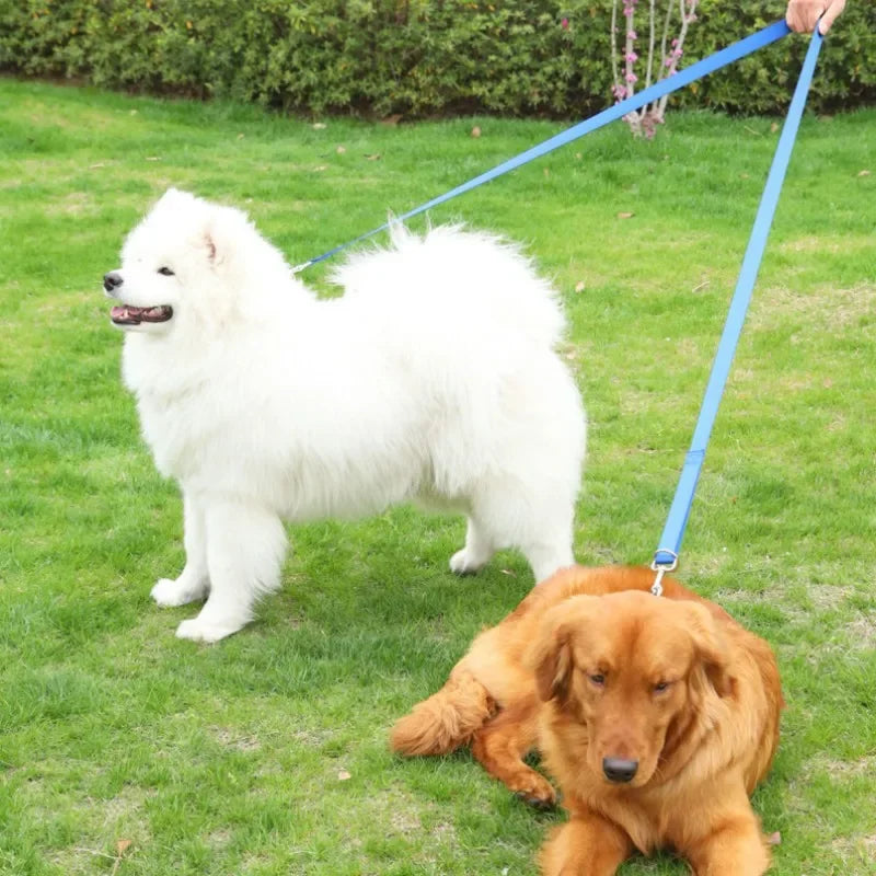 Deux chiens maintenu par une laisse de couleur bleu maintenant un chien blanc et un chien roux. Image produit Boutiquechien