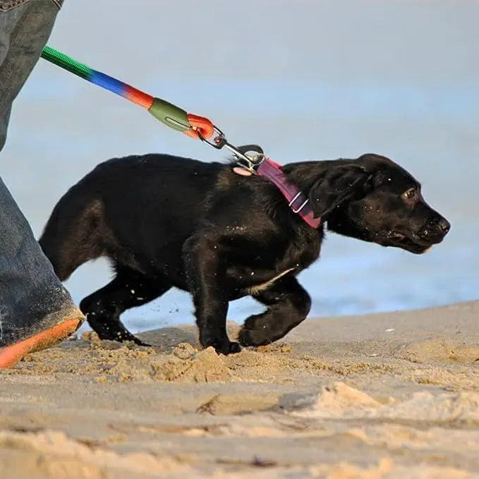 laisse lasso chiot tenant un chiot noir dans le sable  Image
