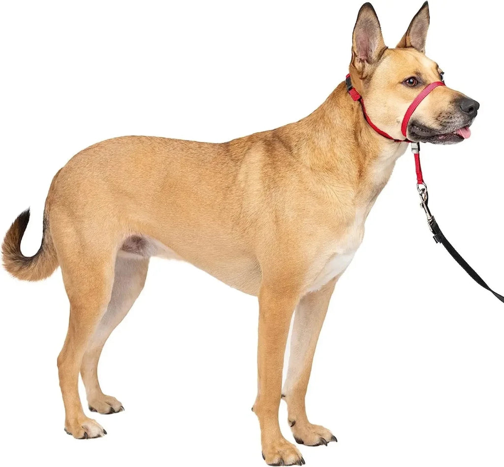 licol rouge pour chien résistant 