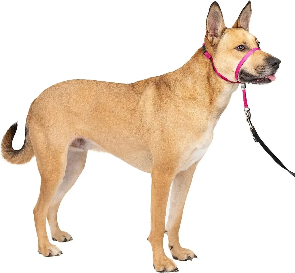 Licol ajustable en Nylon Boutiquechien