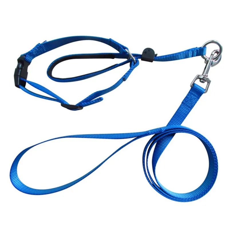 licol pour grand chien avec laisse bleu