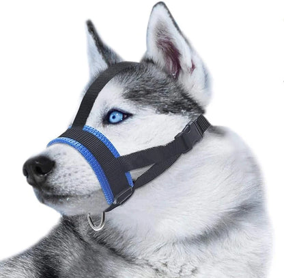 licol bleu pour chien avec lanière renforcé