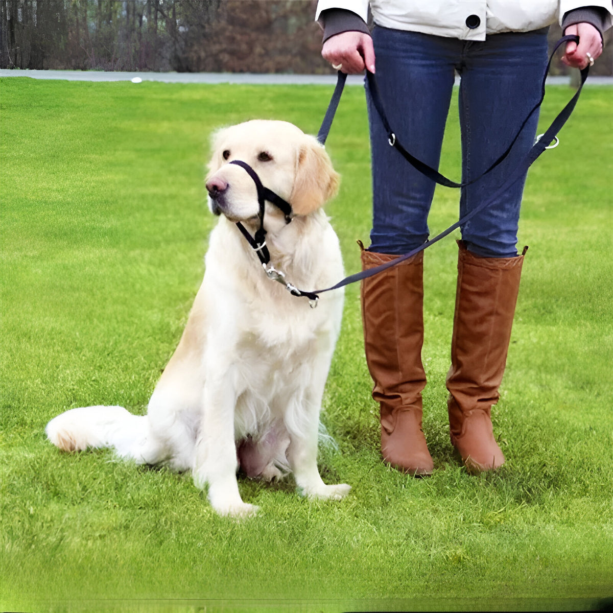Licol chien noir sur un golden retriever de couleur blanc maintenu par sa maîtresse qui porte des grande bottes en cuir burn et un jean bleu. Ils sont les deux sur un gazon vert. Image produit Boutiquechien Image