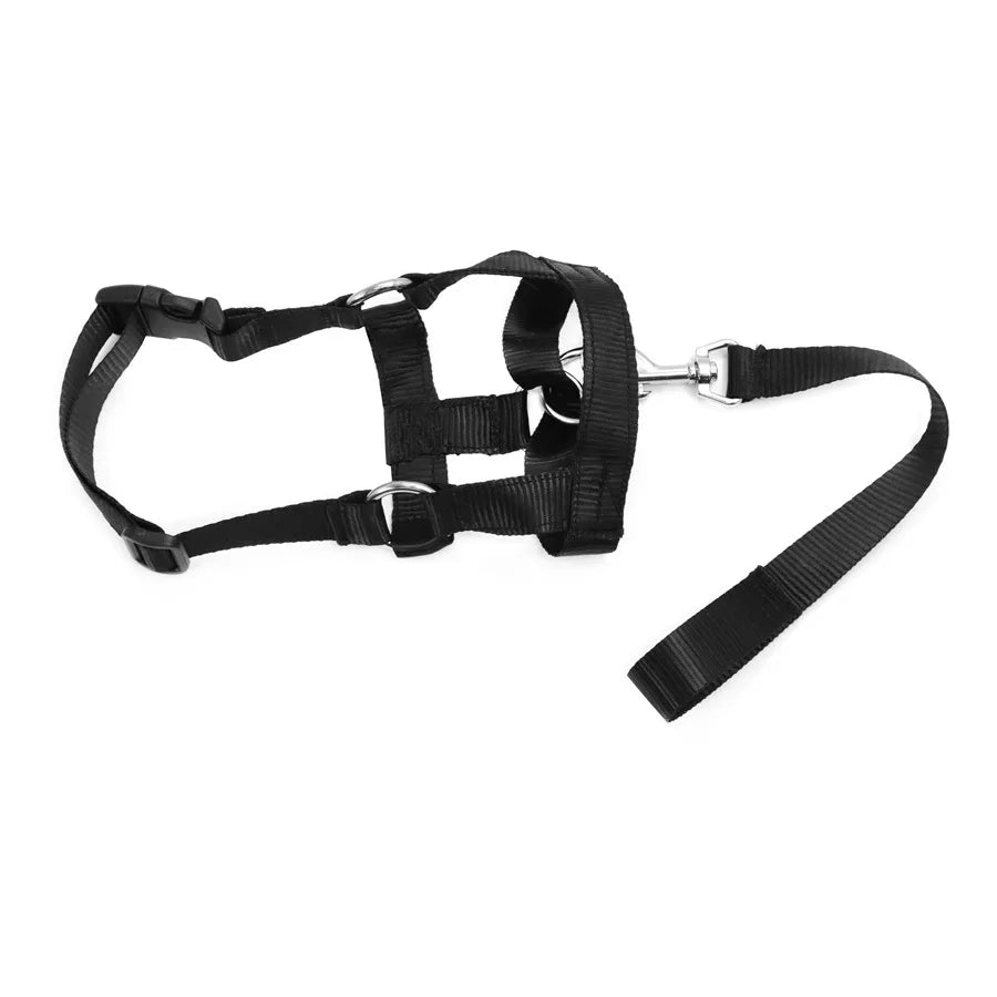 licol noir pour chien avec sangle 