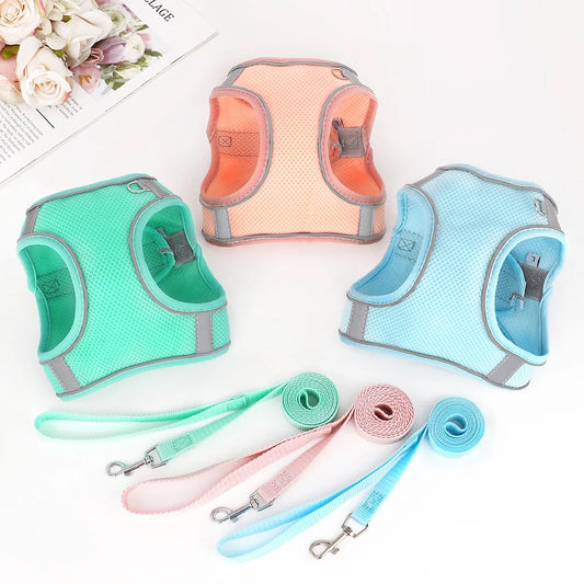 Lot total de harnais pour chihuahua de couleur vert, bleu et orange avec les laisses assortie. Image produit Boutiquechien