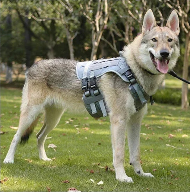 Harnais tactique militaire chien sur un loup