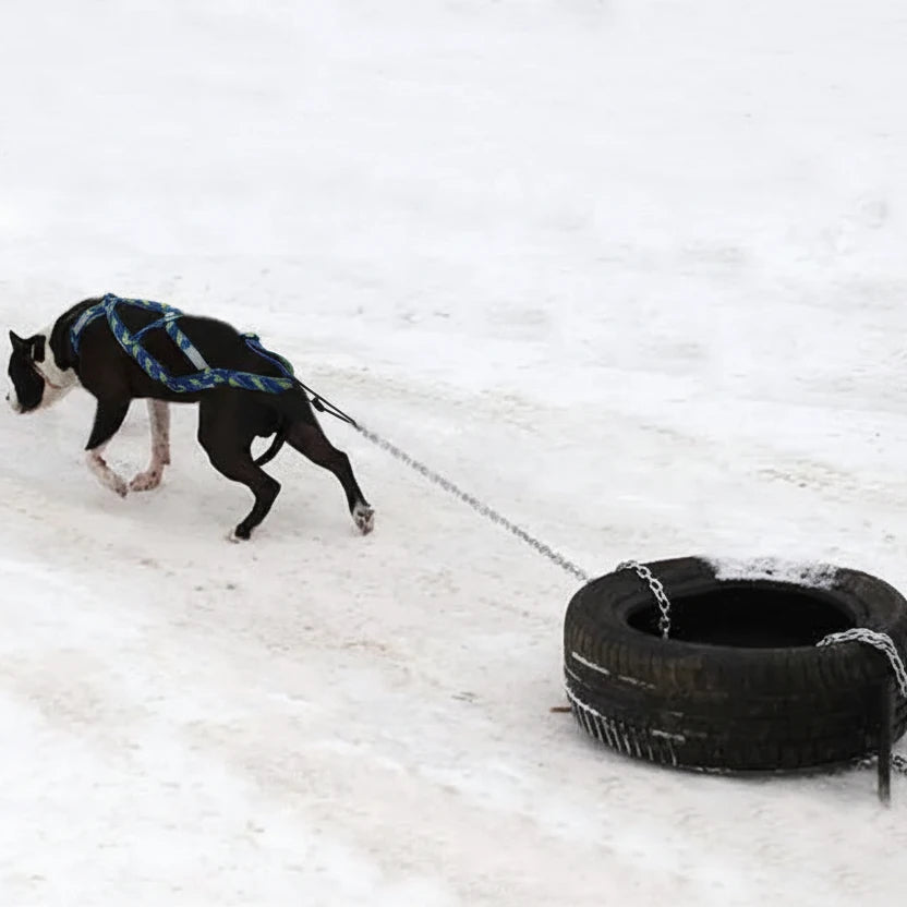 Meilleur harnais canicross avec un chien tirant un pneu