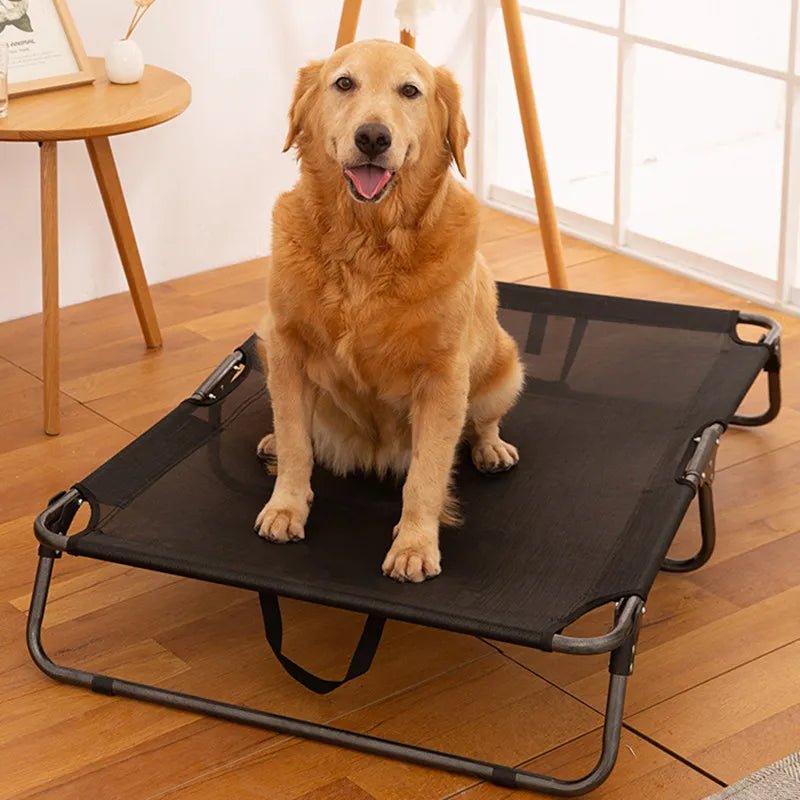 Panier dur pour chien avec grand chien brun dessus dans salon claire