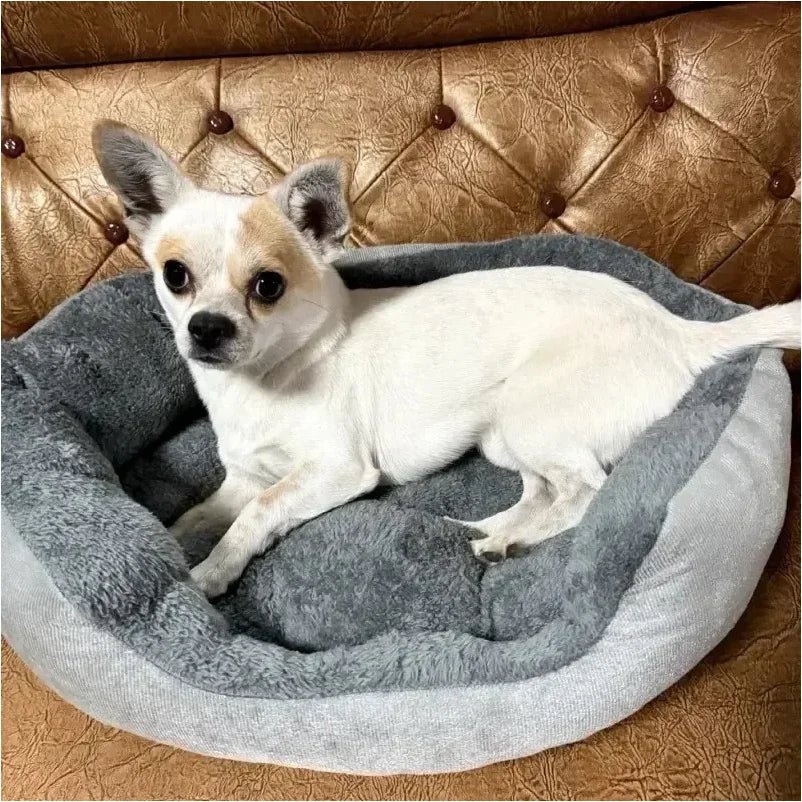 Panier pour petit chien chihuahua