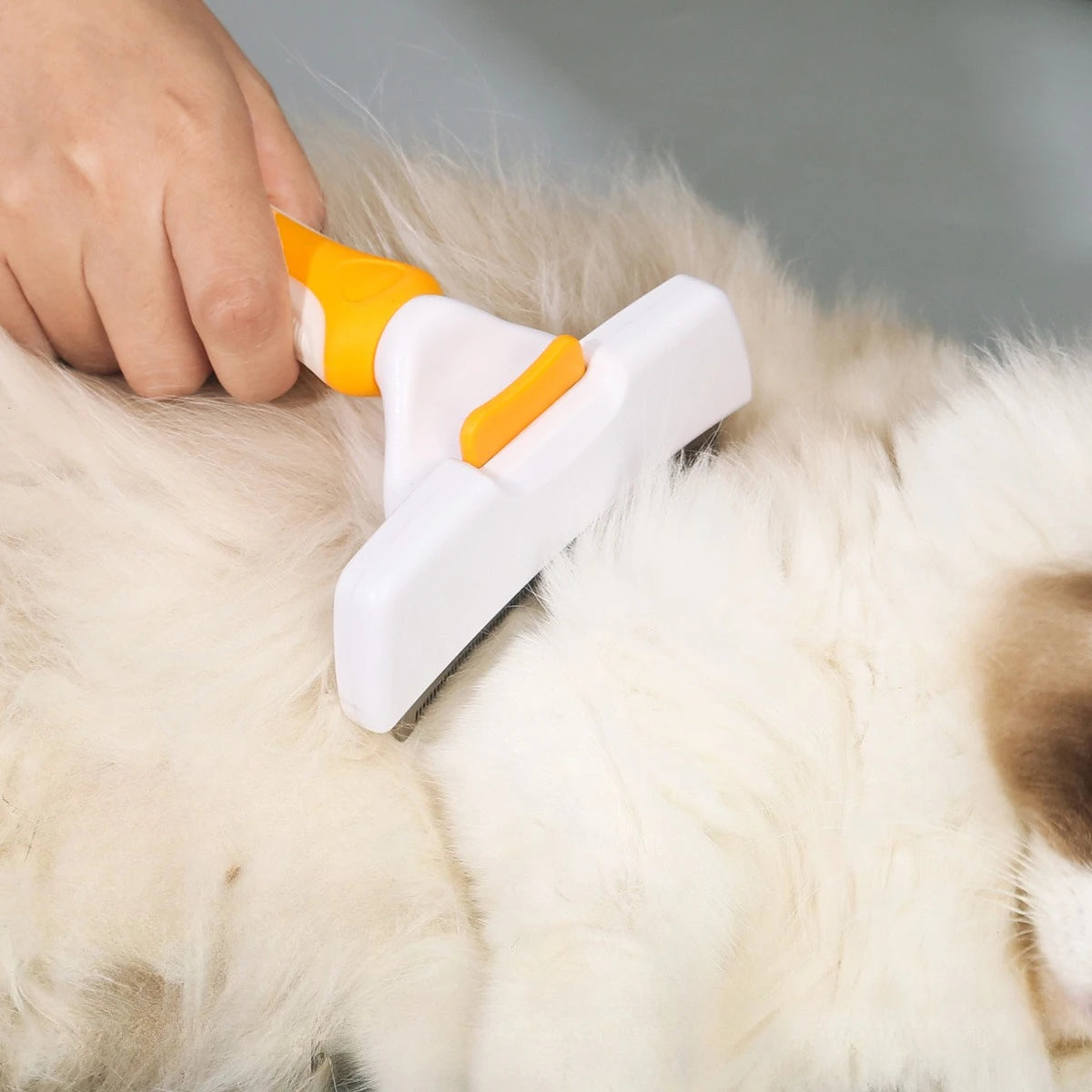brosse pour chien blanche et orange brossant un chiant à poil long de couleur blanc  Image