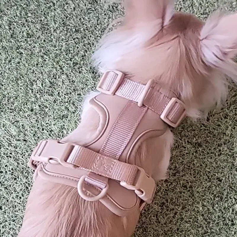 Harnais gros chien rose sur un petit chien blanc Image