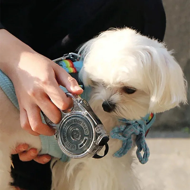 Petit chien blanc tenu par une laisse téléscopique pour chien  Image