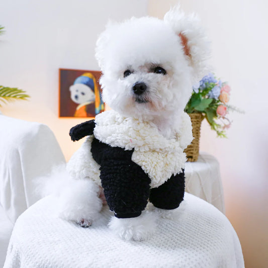 Petit chien de couleur blanc sur une table blanche portant un déguisement pour chien de couleur noir et blanc. Image produit Boutiquechien