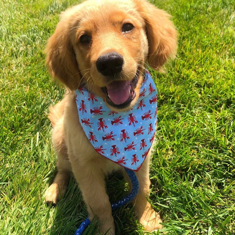 Petit chien de couleur brun portant un foulard de couleur bleu avec des écrevisse rouge de boutiquechien. Image produit Boutiquechien