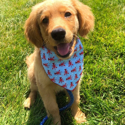 Petit chien de couleur brun portant un foulard de couleur bleu avec des écrevisse rouge de boutiquechien. Image produit Boutiquechien