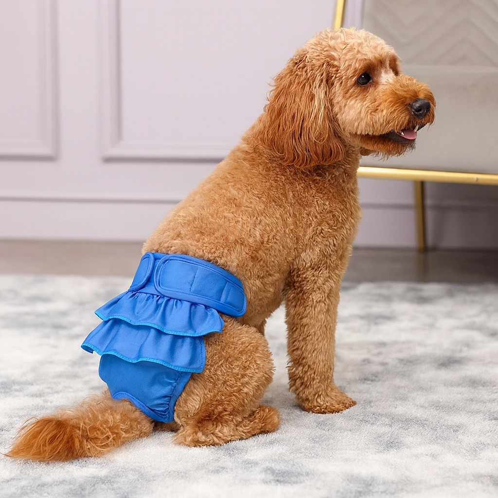 Petit chien brun portant une culotte pour chien bleu tutu. Le chien est assis sur un tapis gris. Image produit Boutiquechien