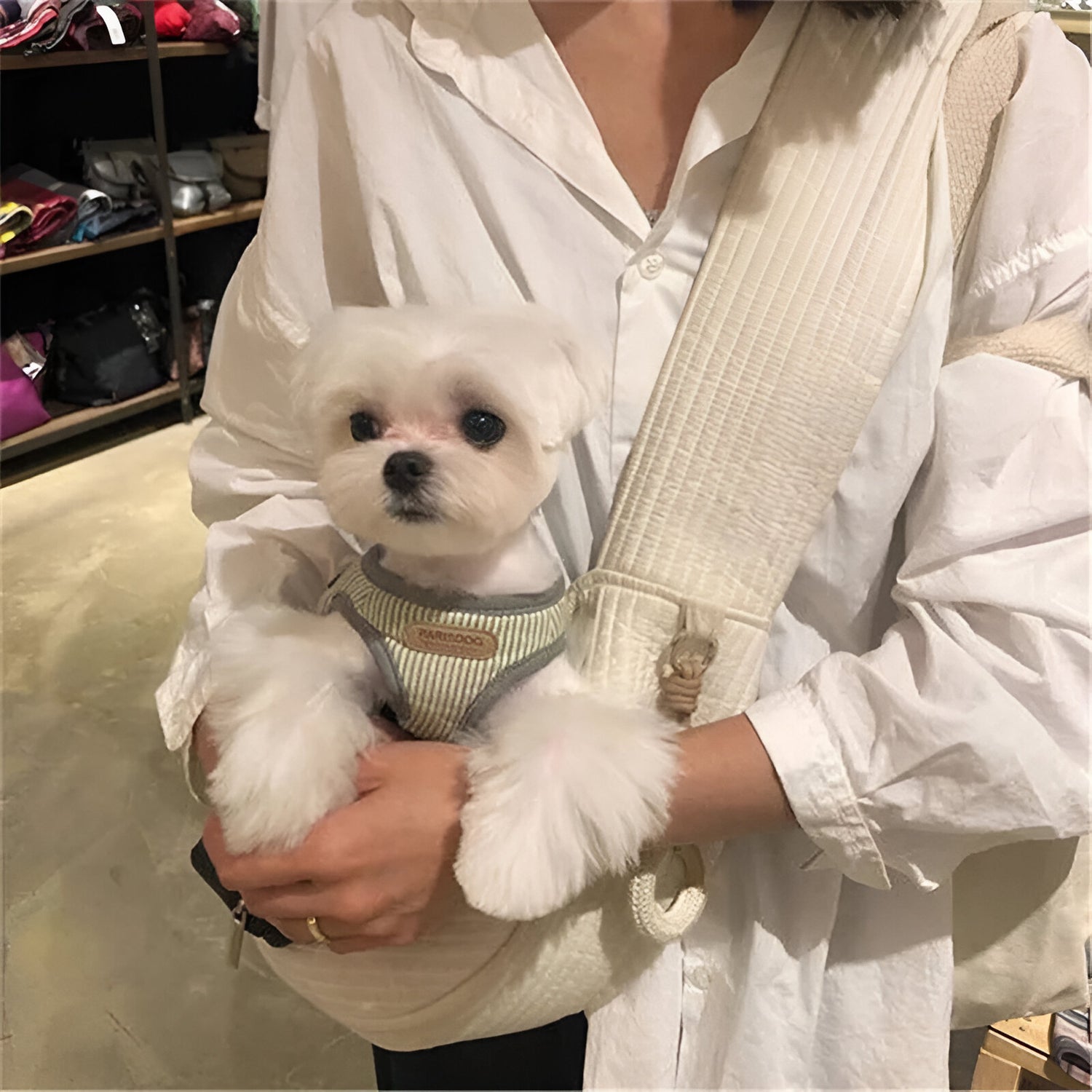 petit chien blanc avec harnais blanc et gris. Le sac est en bandoulière de couleur blanc avec en fond un magasin. Image produit Boutiquechien