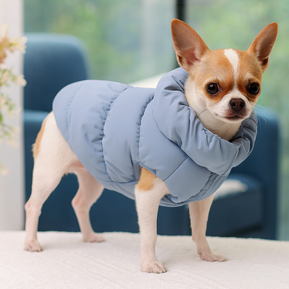 Petit chihuahua de couleur claire portant une doudou pour chien de couleur bleu. le Chien est debout sur une table blanche avec en fond un canapé bleu. Image produit Boutiquechien