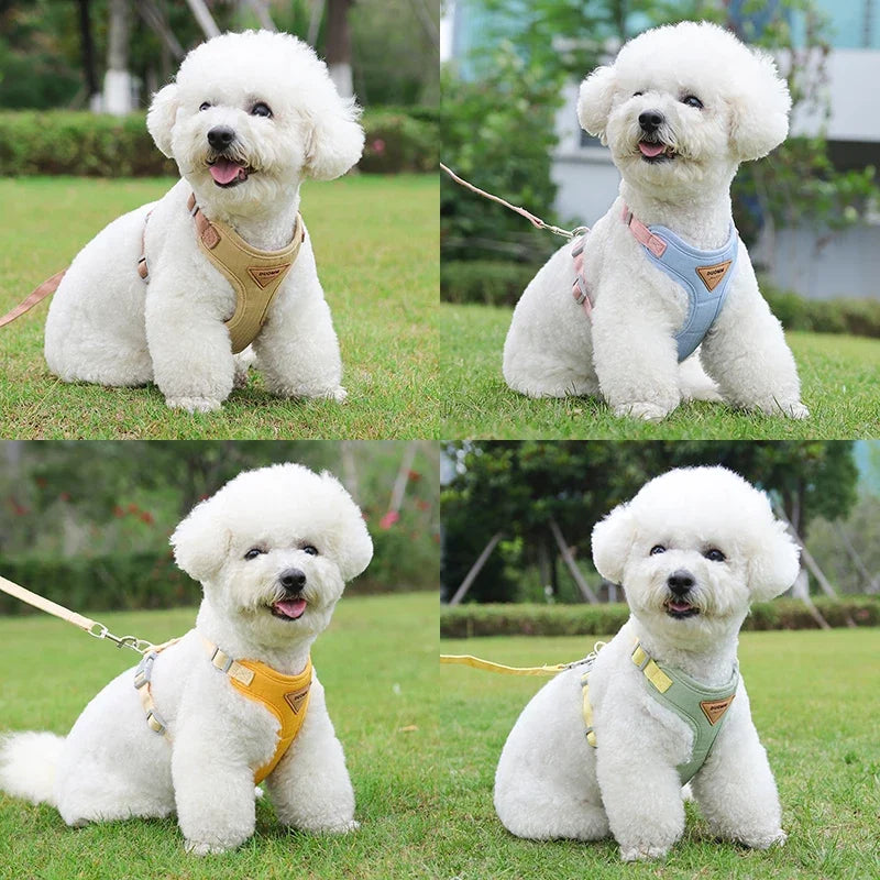 Petit chien blanc portant des harnais de couleur pour petit chien. Le chien blanc est assis dans l'herbe. Image produit Boutiquechien