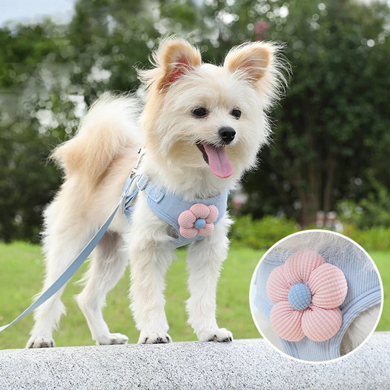 petit chien de couleur blanc portant un harnais pour petit chien de couleur bleu avec une fleur rose  Image