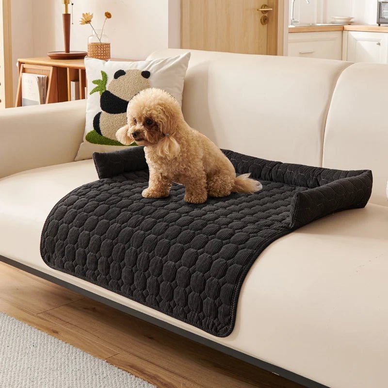 Protege canape pour chien noir sur un canapé de couleur blanc avec un petit chien dessus 