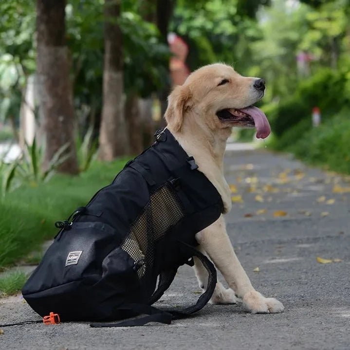 Sac a dos pour chien 15 kg sur un chien dans un parc 